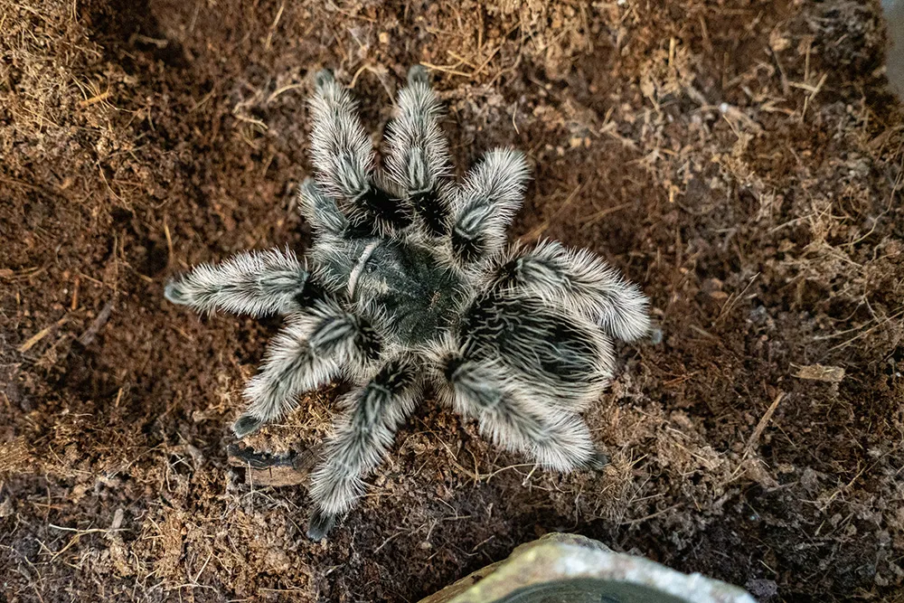 Zoo Trivia: Spooky Trivia
