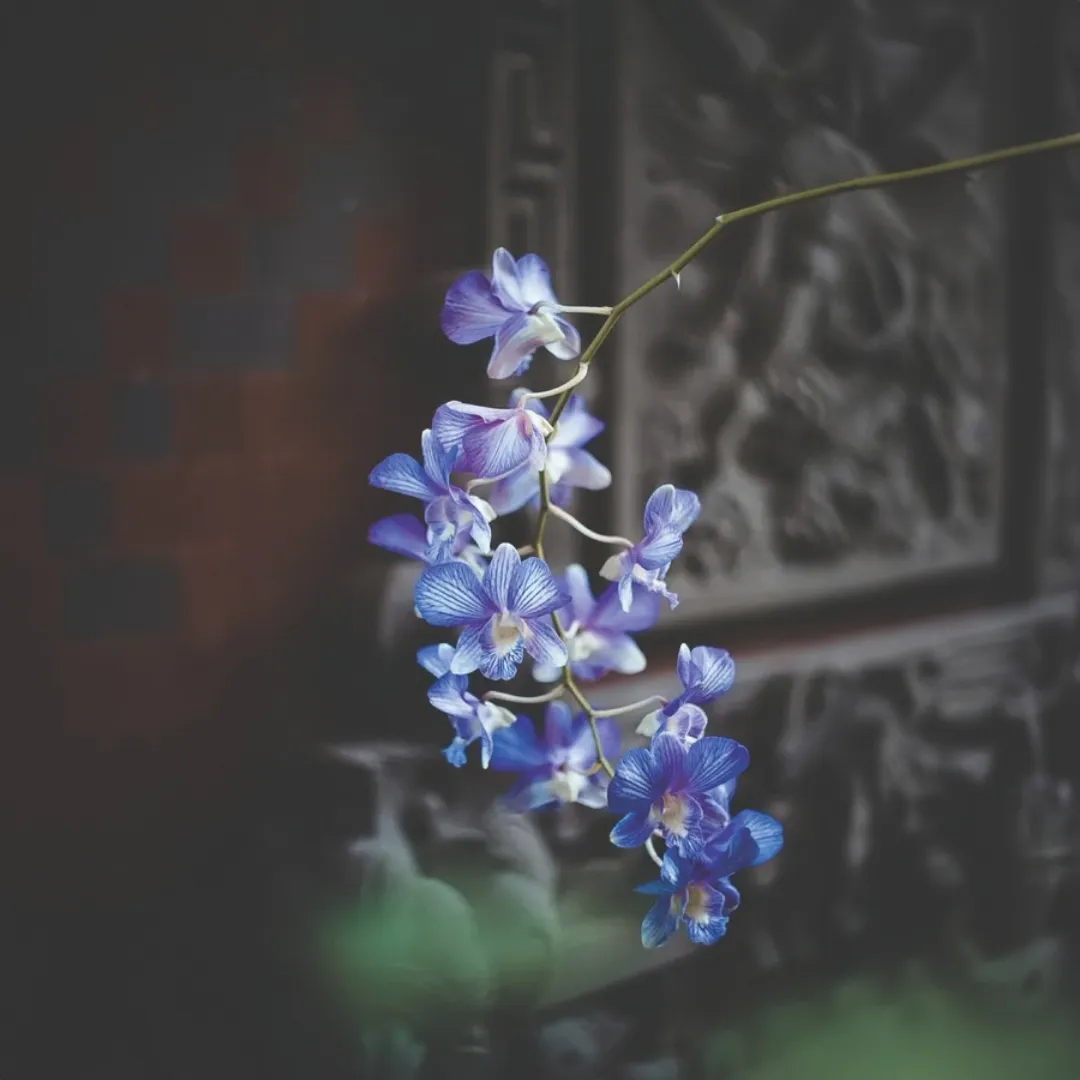 Orchids at Twilight